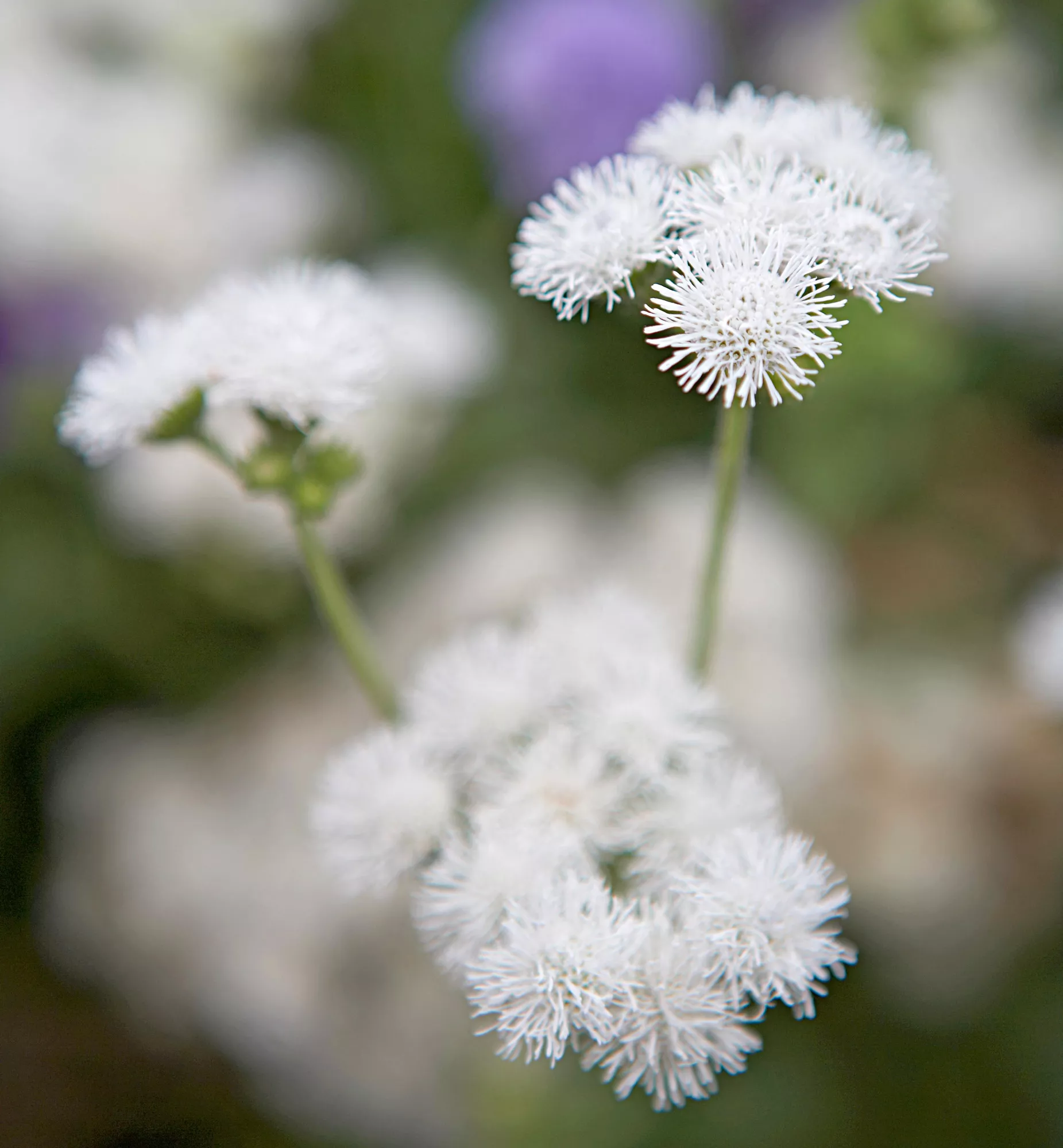 'Hawaii White' Ageratum