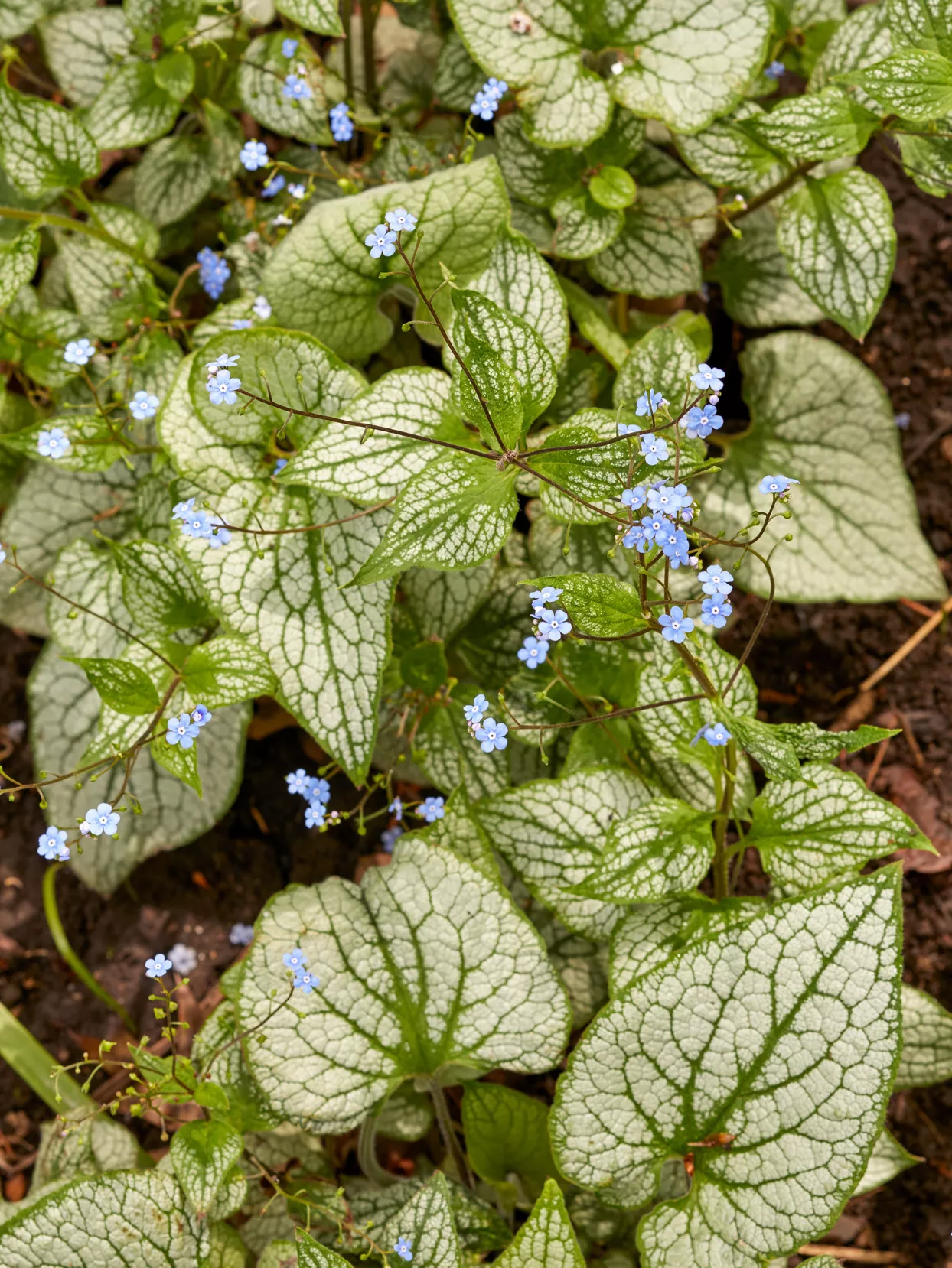 Heartleaf Brunnera ‘King’s Ransom’