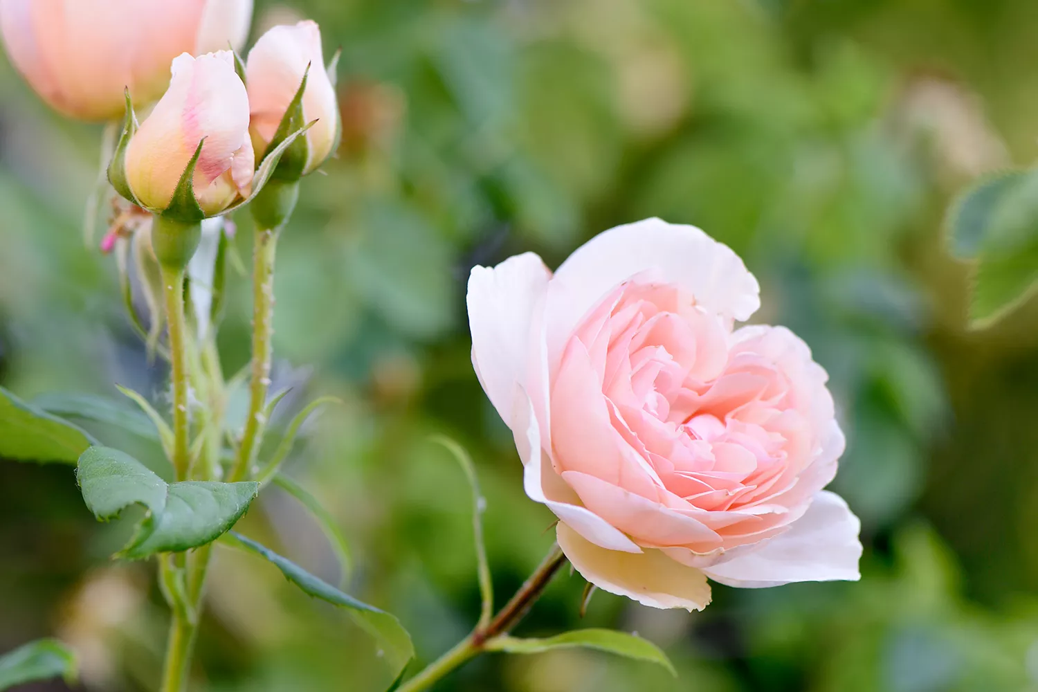 roses roses et boutons de rose poussant à partir d'un rosier