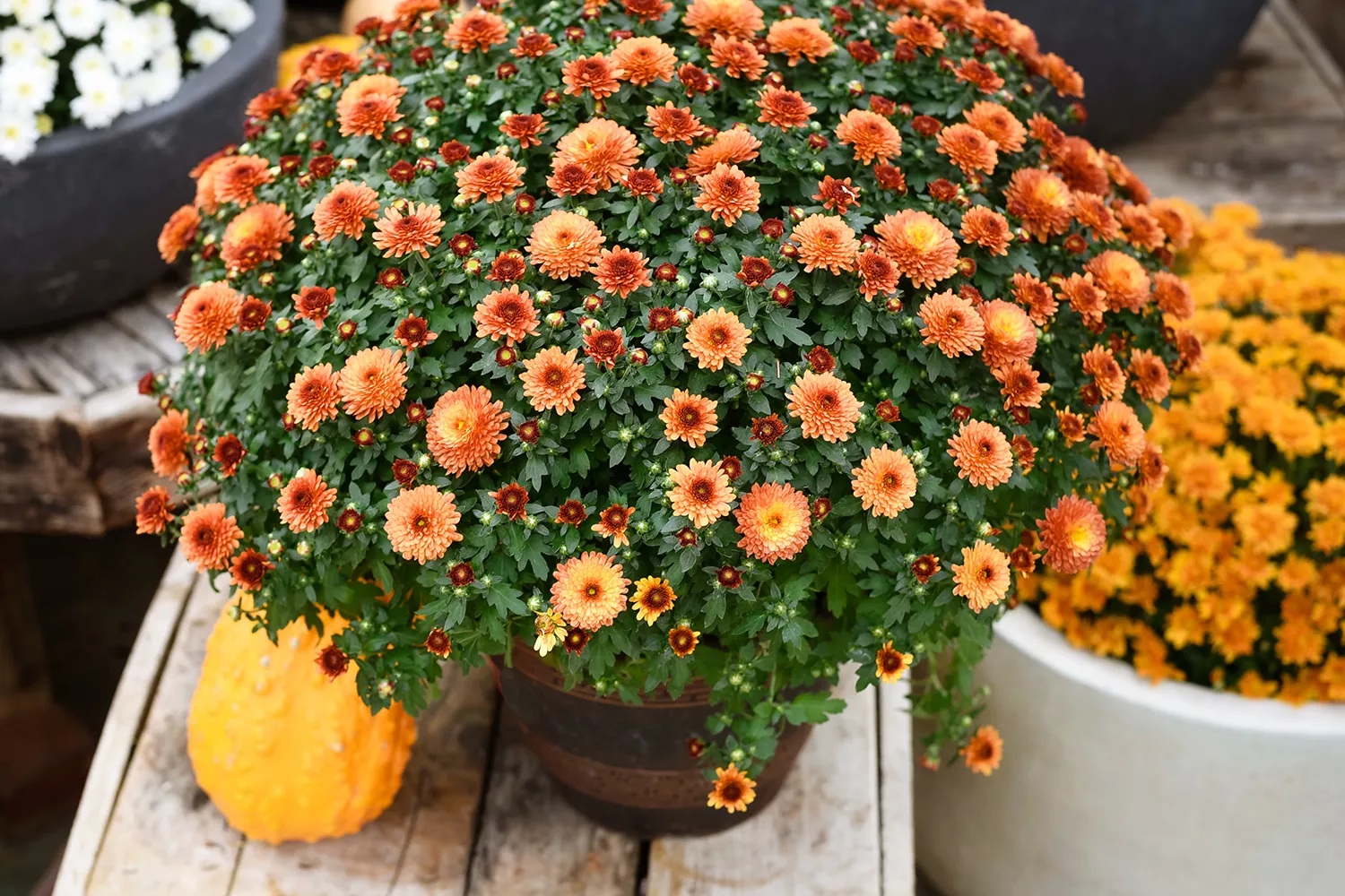 chrysanthèmes de couleur orange dans des pots avec une citrouille