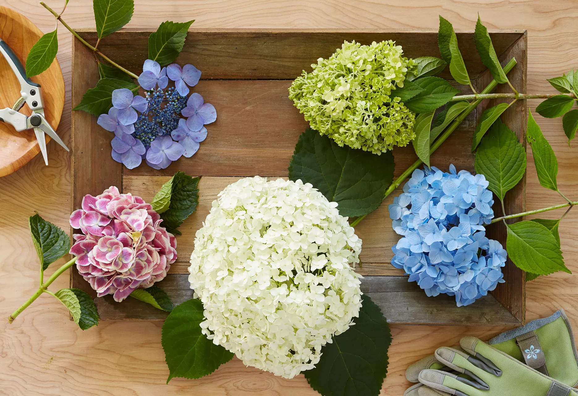 caisse en bois d'hortensias colorés