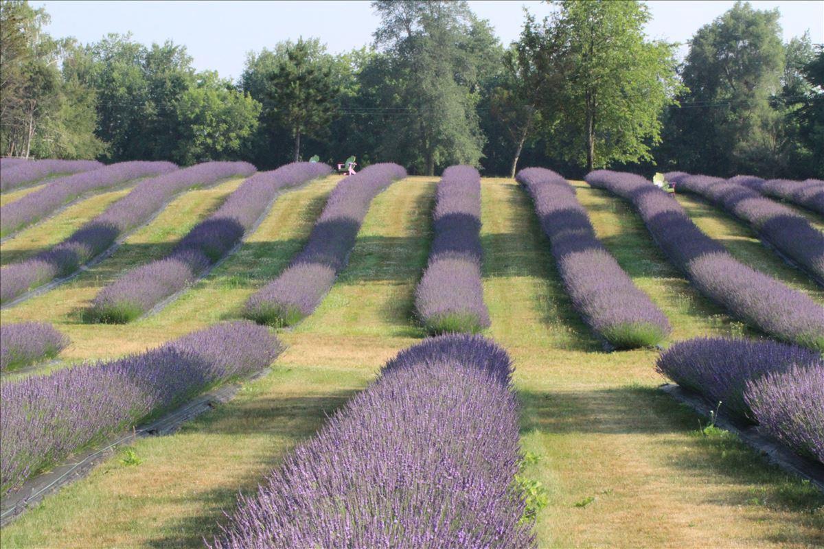 Indigo Lavender Farms - Michigan Farm Fun