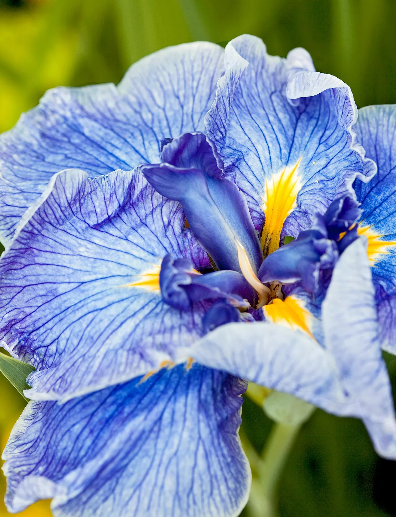 Iris japonais