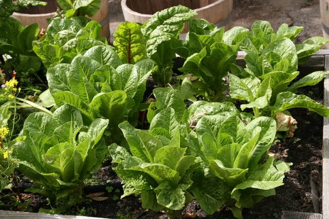 Jeunes salades cultivées dans un carré potager