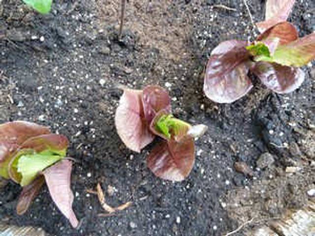 Jeunes plants de laitue