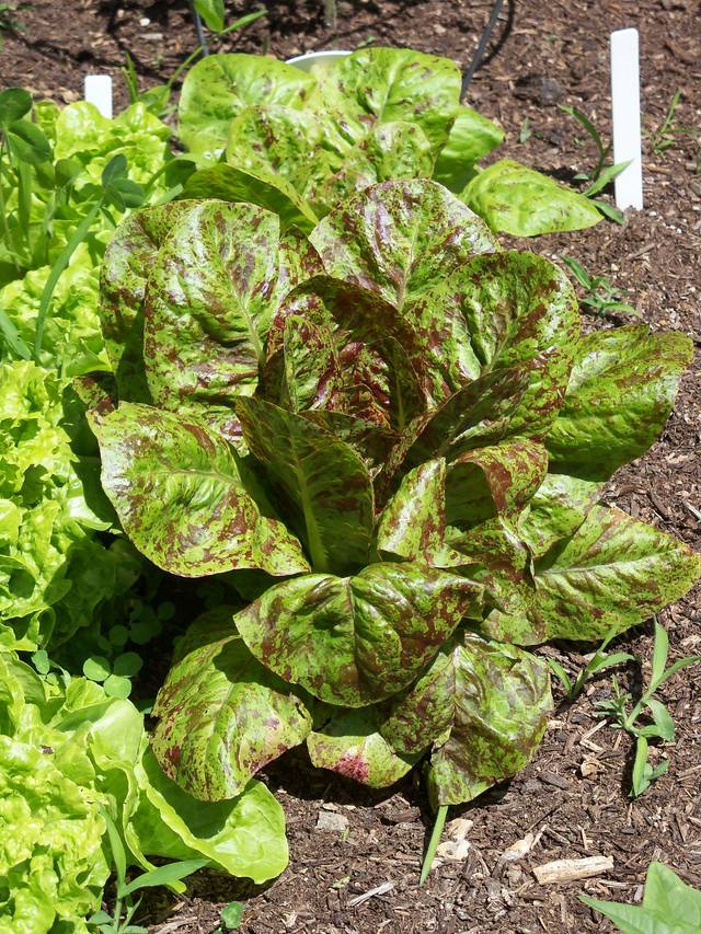 Laitue romaine 'Forellenschluss'