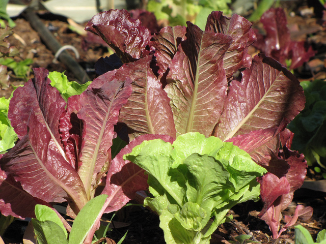 Laitue romaine rouge