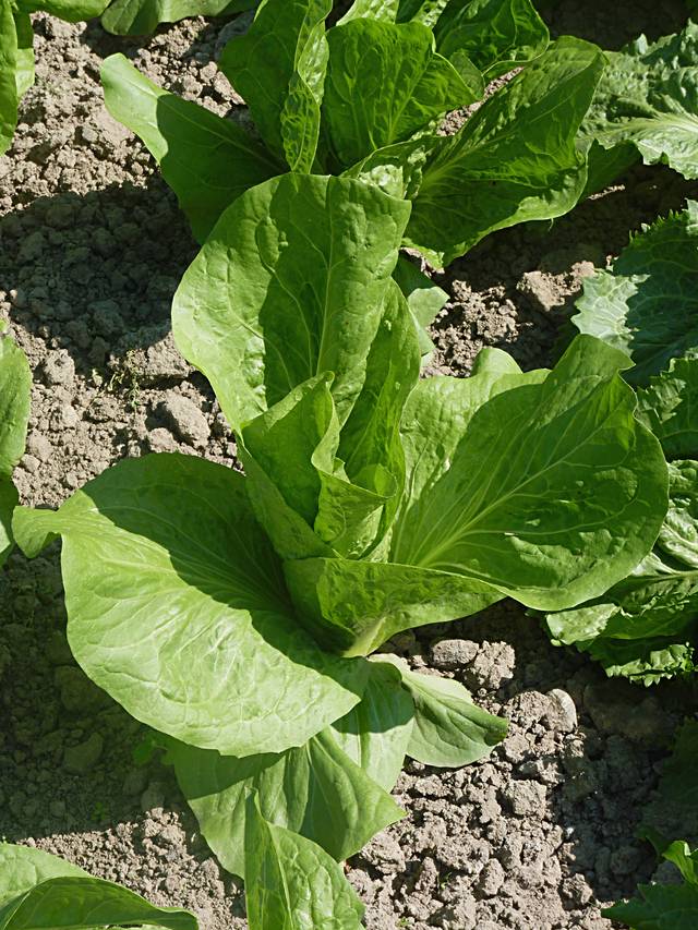 Laitue romaine au jardin