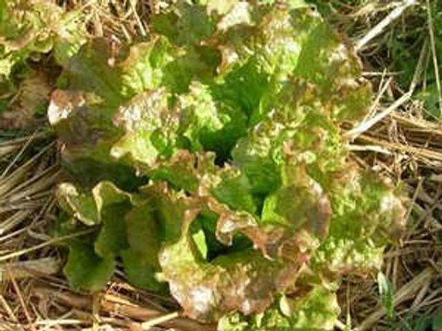 Laitue rouge grenobloise