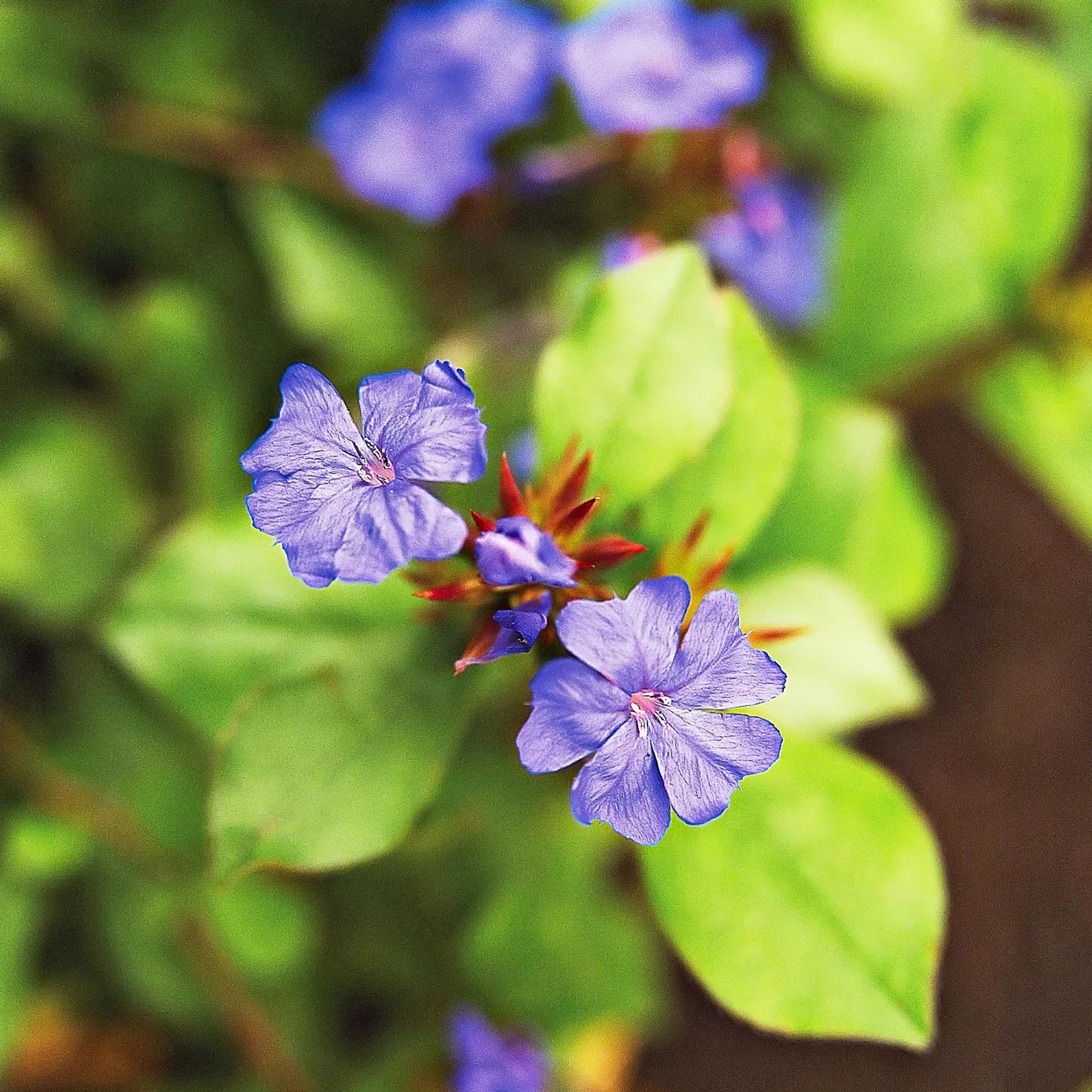 Leadplant Plumbago