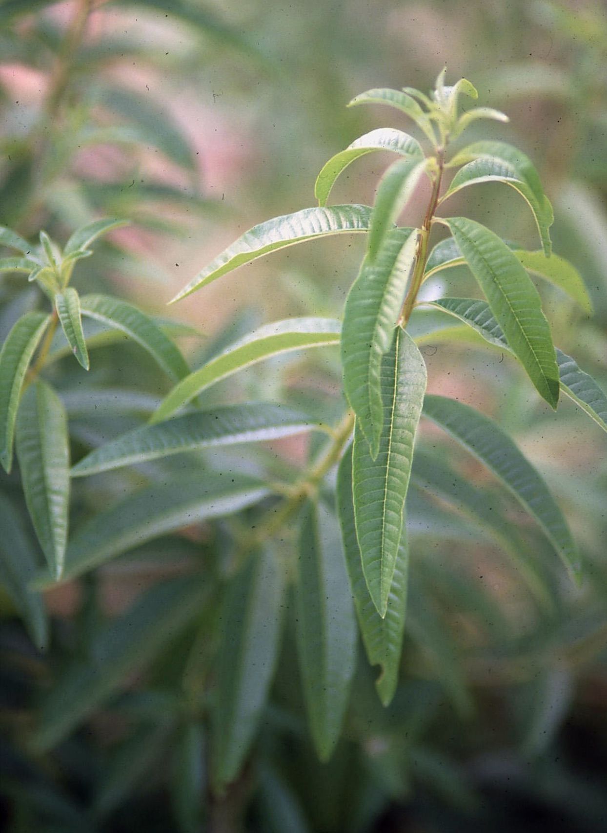 Verveine citronnelle