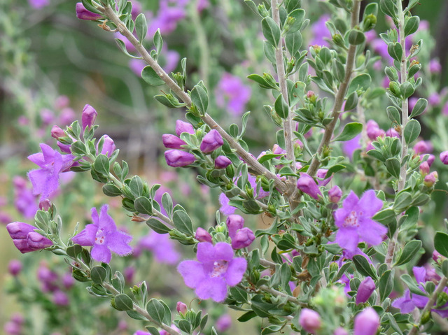 Leucophyllum frutescens : rameaux