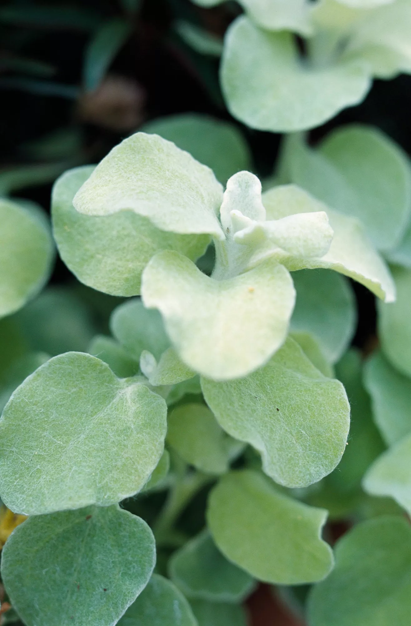 Limelight licorice plant Helichrysum petiolare