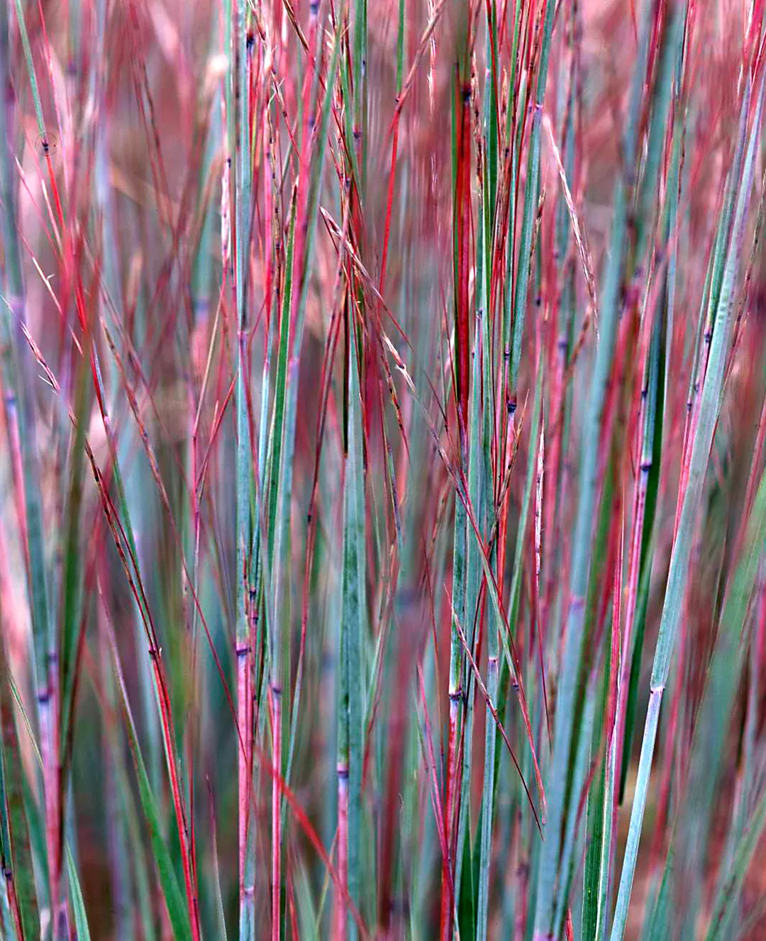 Petite herbe bleue (Schizachyrium scoparium)