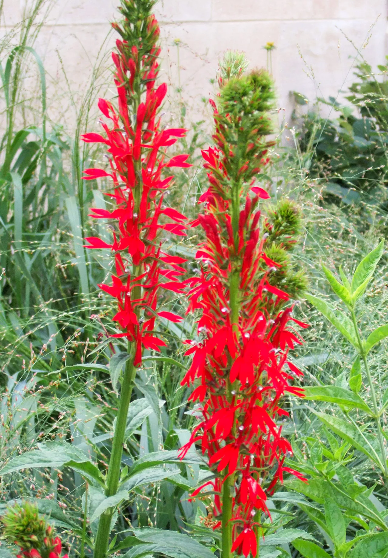 Fleur de cardinal (Lobelia cardinalis)