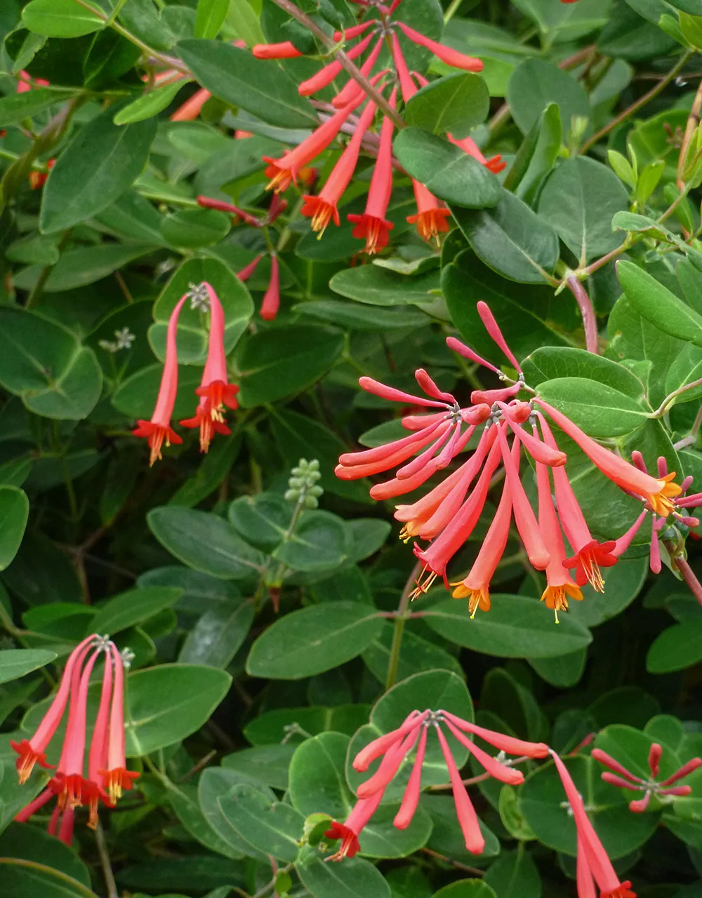 Lonicera Major Wheeler, Chèvrefeuille Major Wheeler