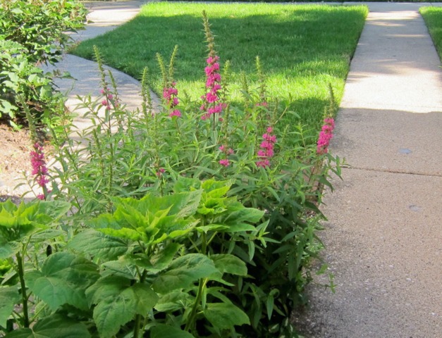 Lythrum salicaria 'Robert'