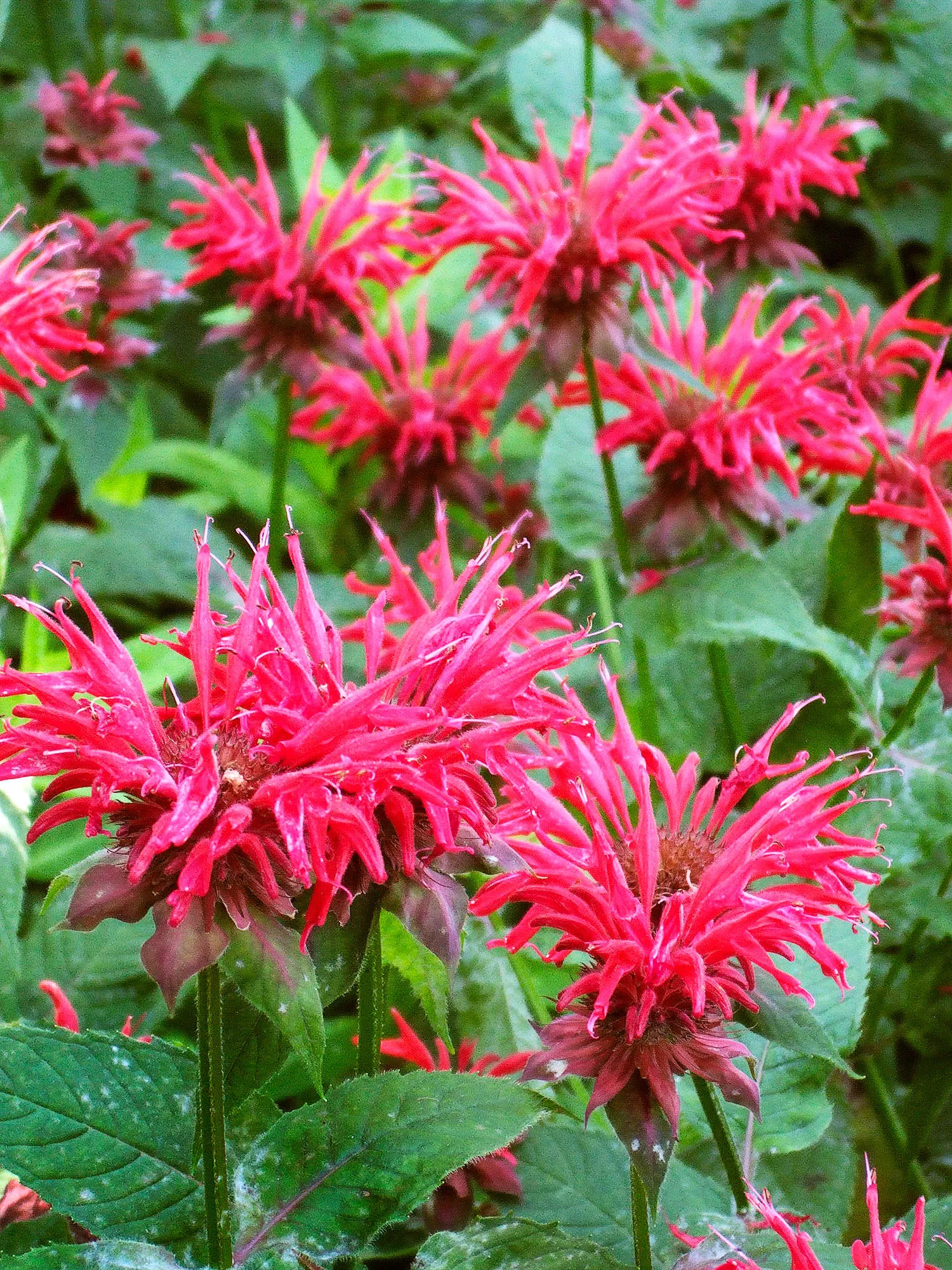 Un groupe de fleurs de Monarde dans un jardin