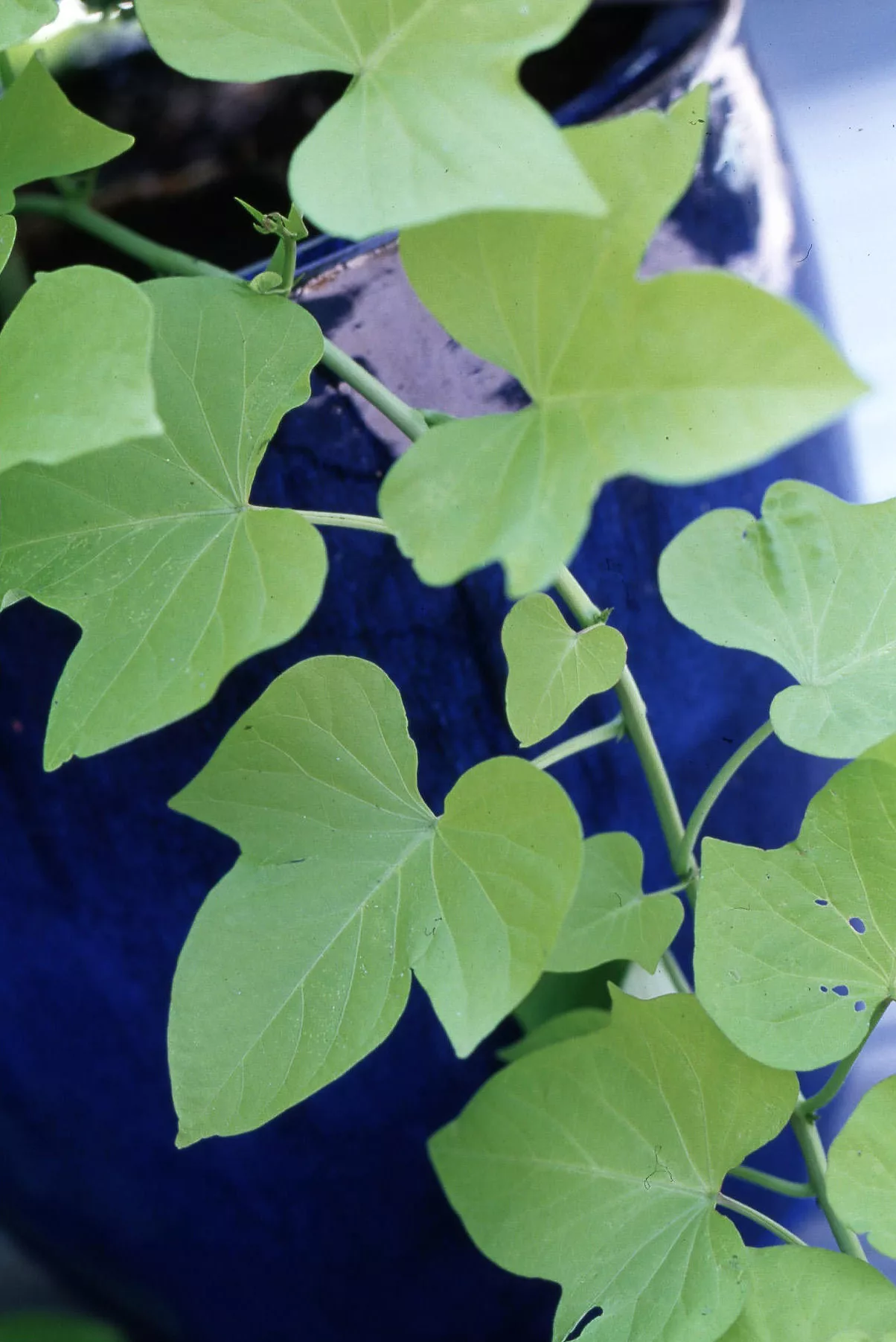 Moss Rose Sweet Potato Vine