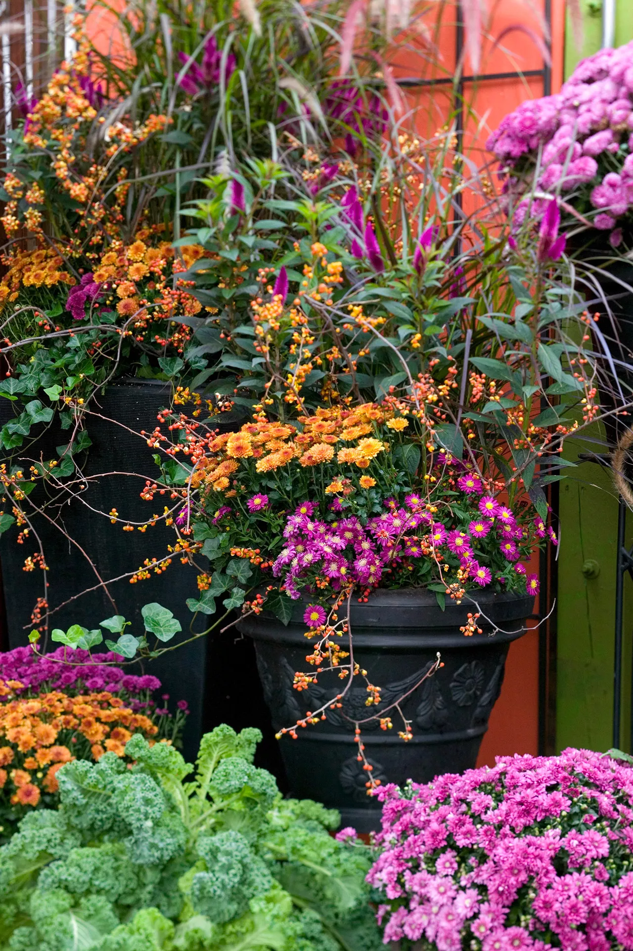 assortiment de chrysanthèmes dans un pot noir