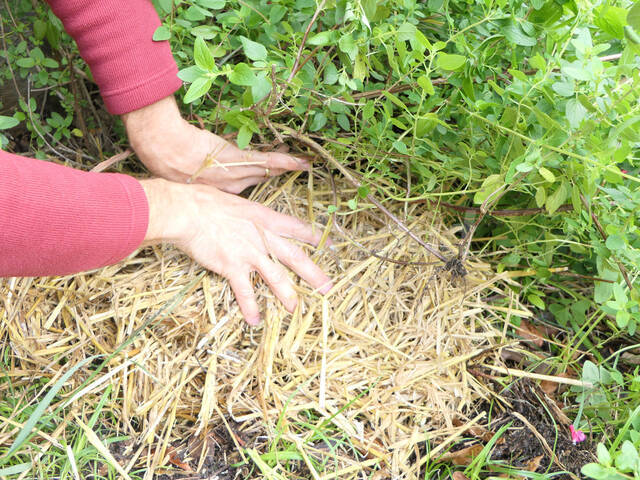 Paillage au pied d'une sauge microphylla