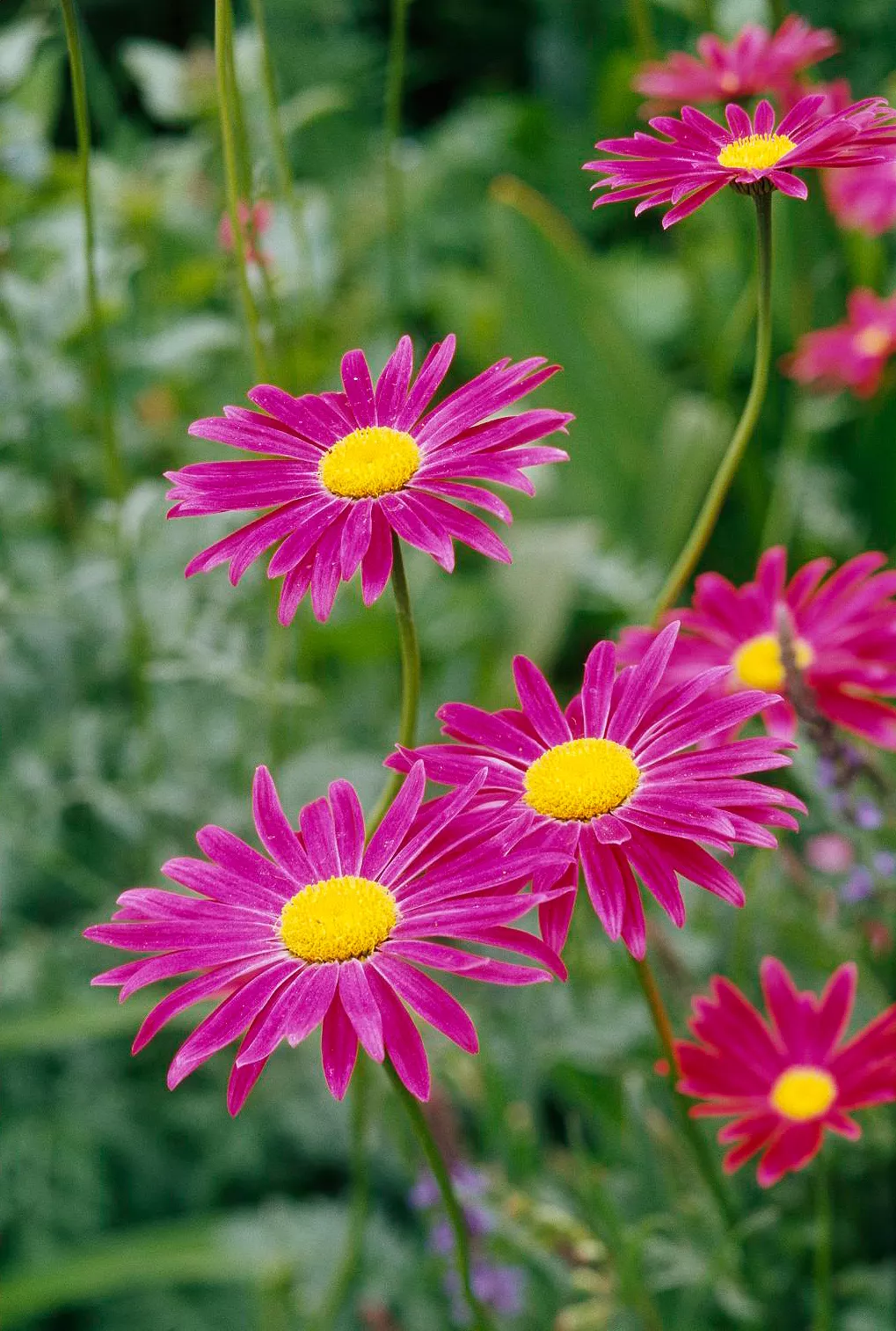 Marguerite peinte Chrysanthemum coccineum dans le jardin