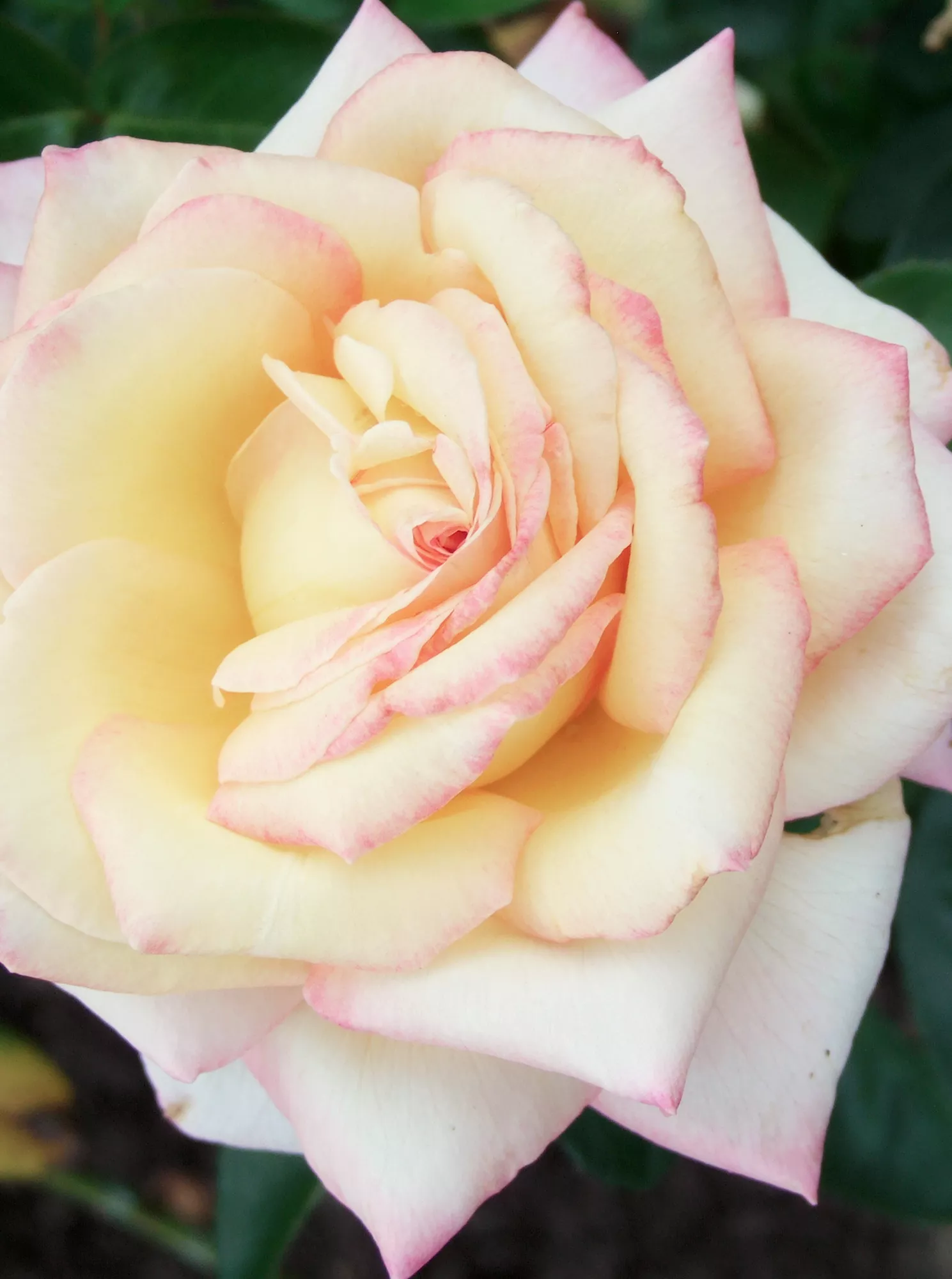 Rose hybride de thé 'Peace'