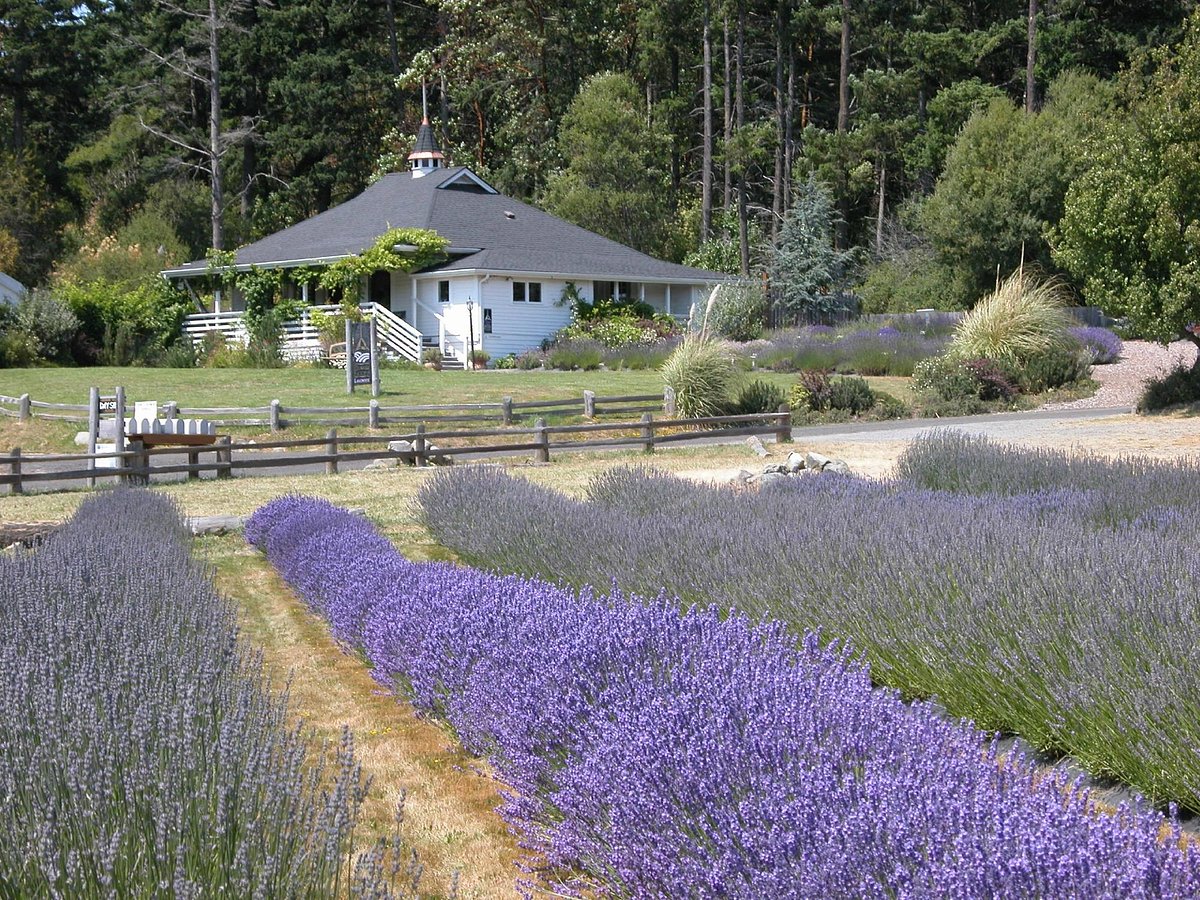 PELINDABA LAVENDER FARM (Friday Harbor): Ce qu'il faut savoir pour votre  visite (avec critiques)