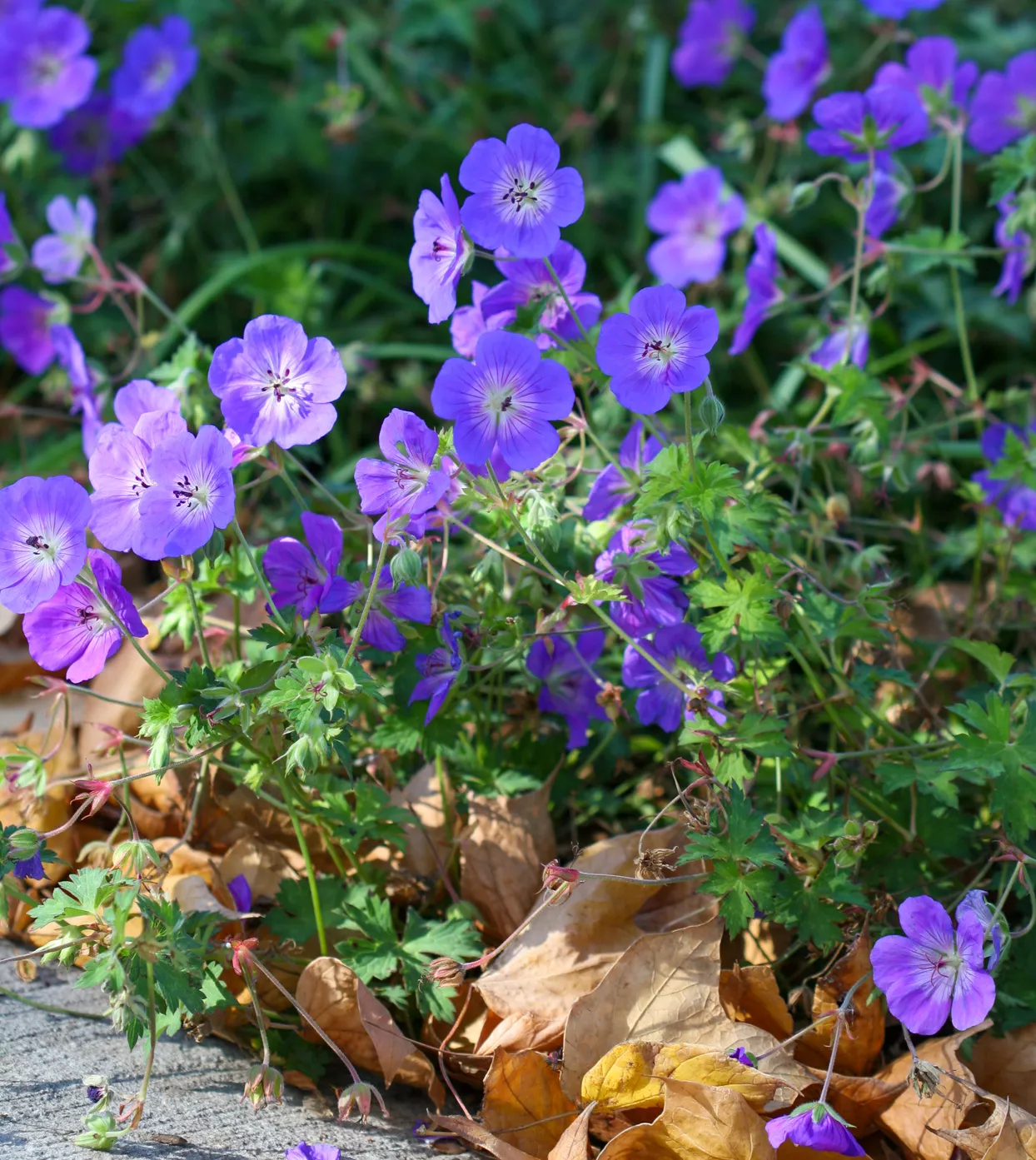 Perennial Geranium