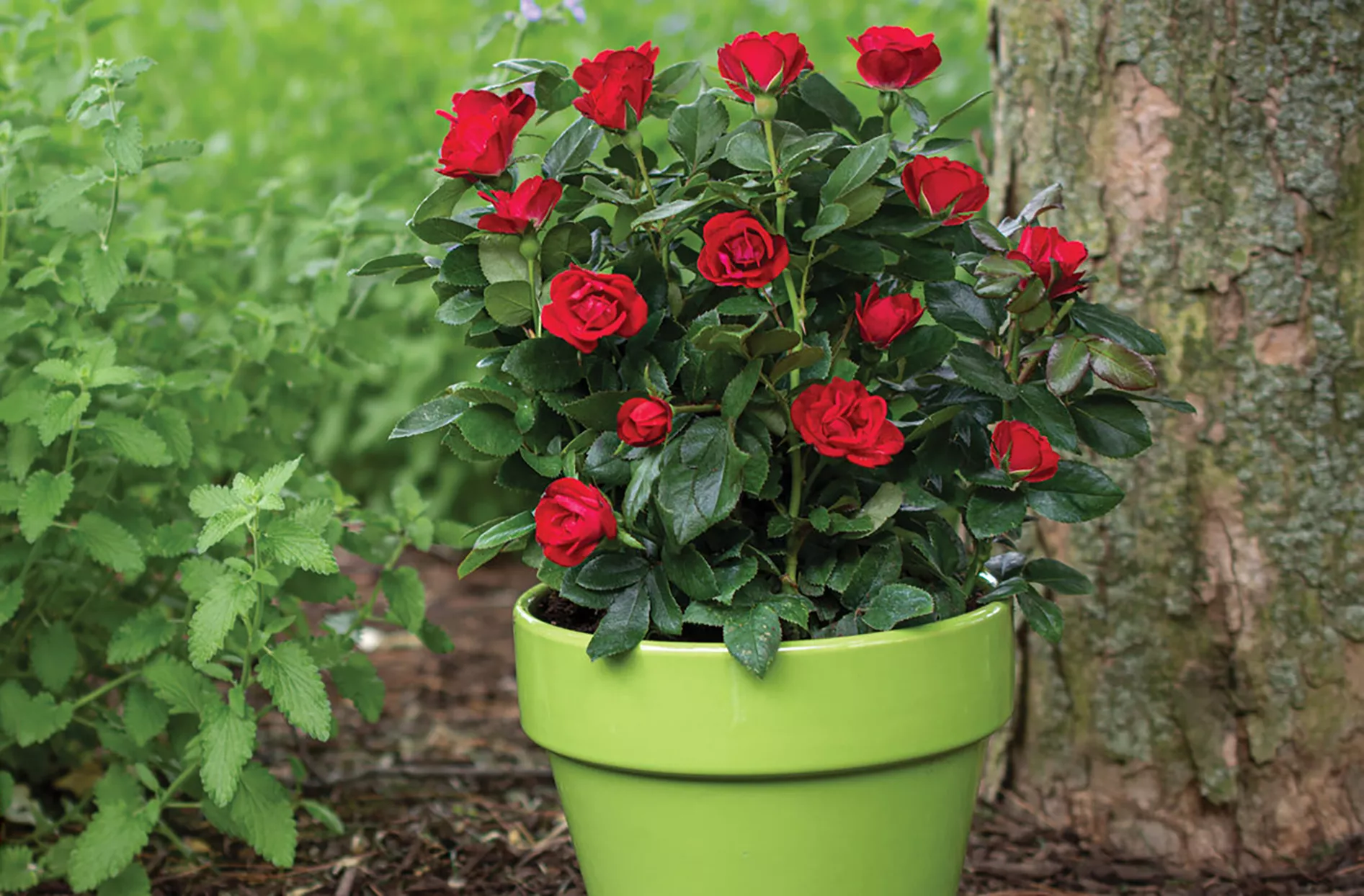 petite knock out red roses in green pot