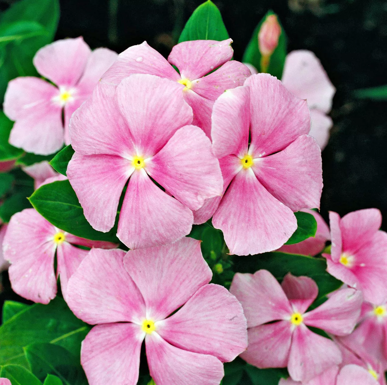 Fleurs de vinca annuelle