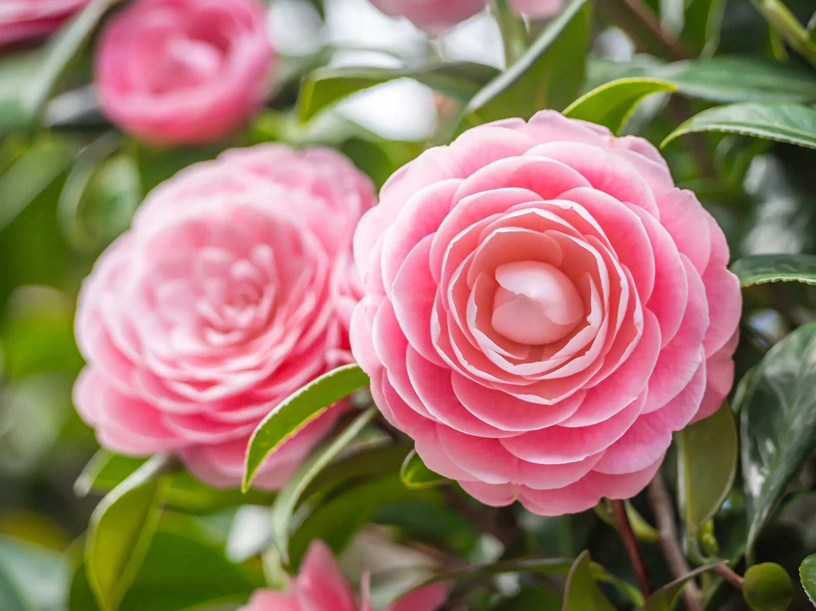 Gros plan sur des fleurs de Camellia Japonica rose pastel en pleine floraison dans un parc ou un jardin.