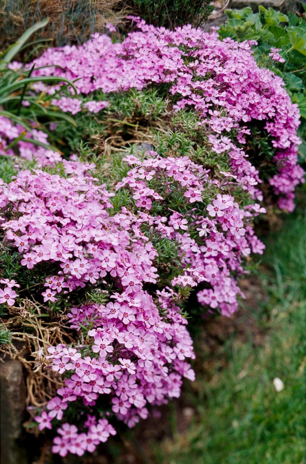 pink-creeping-phlox-4459e876