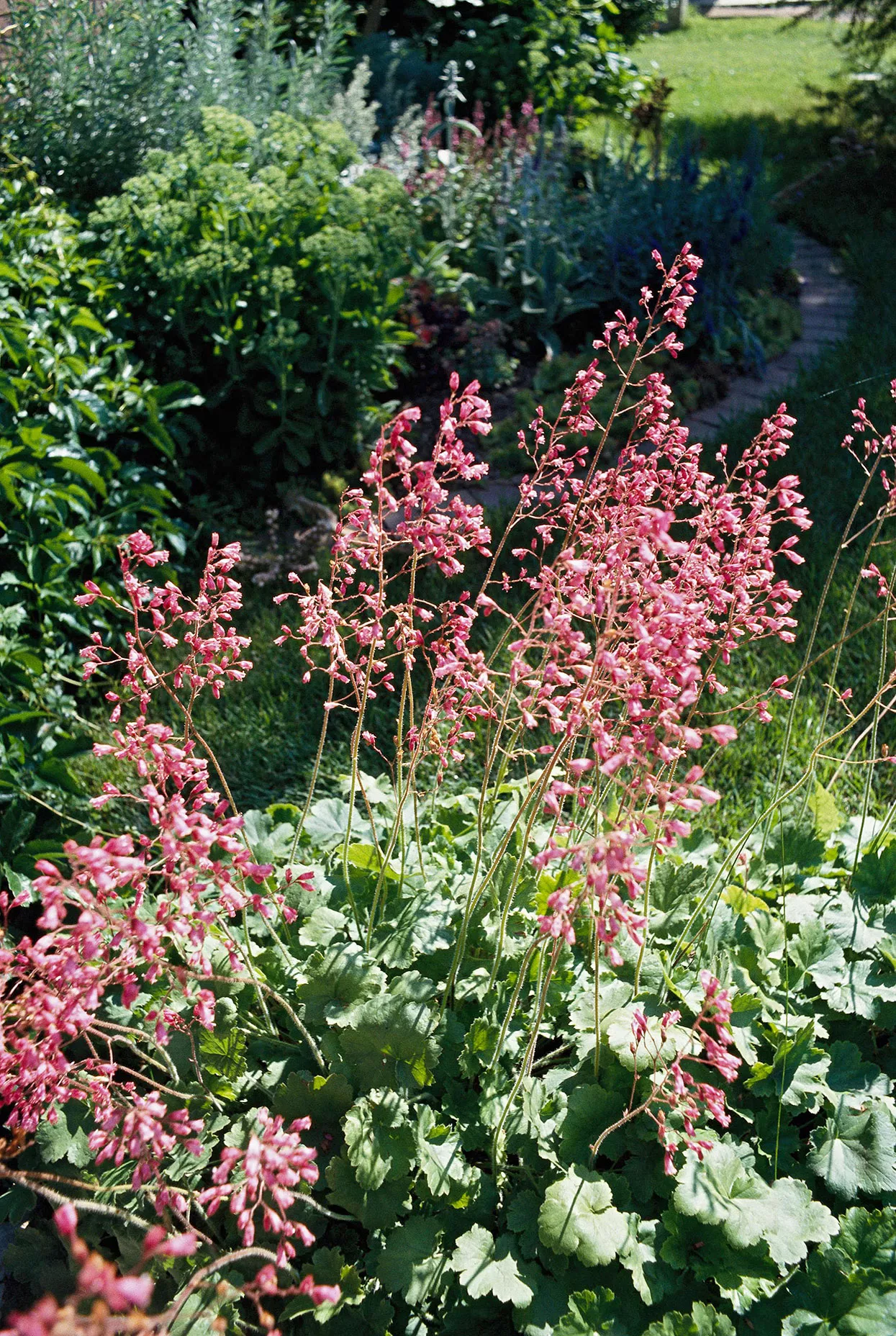 clochettes corail roses avec un chemin en arrière-plan