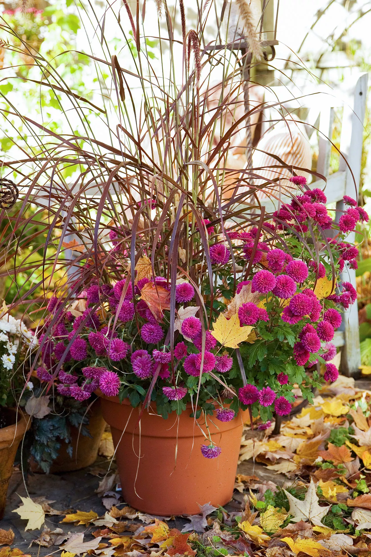 chrysanthèmes roses dans un pot en terre cuite