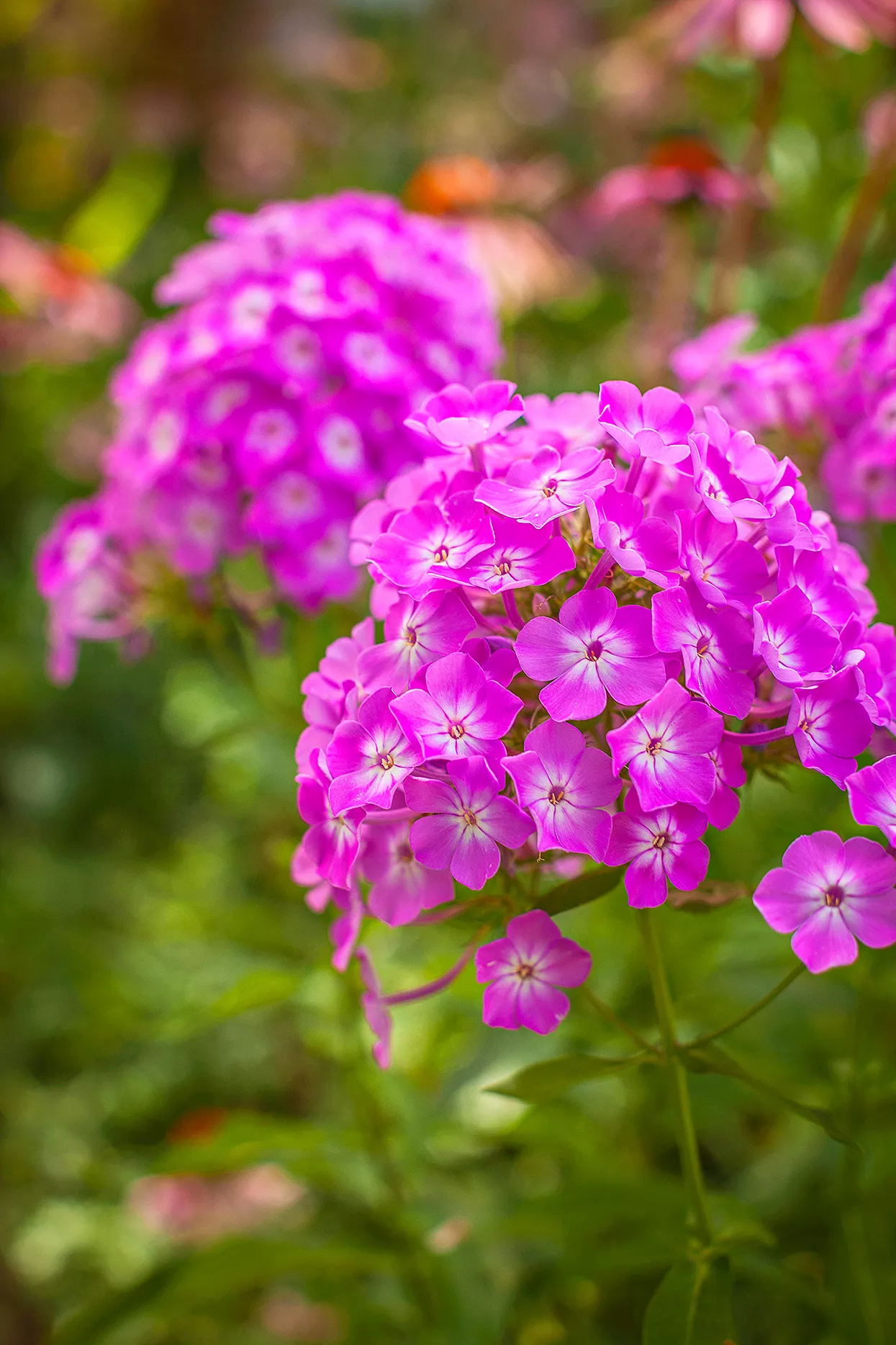 cluster de fleurs de phlox rose