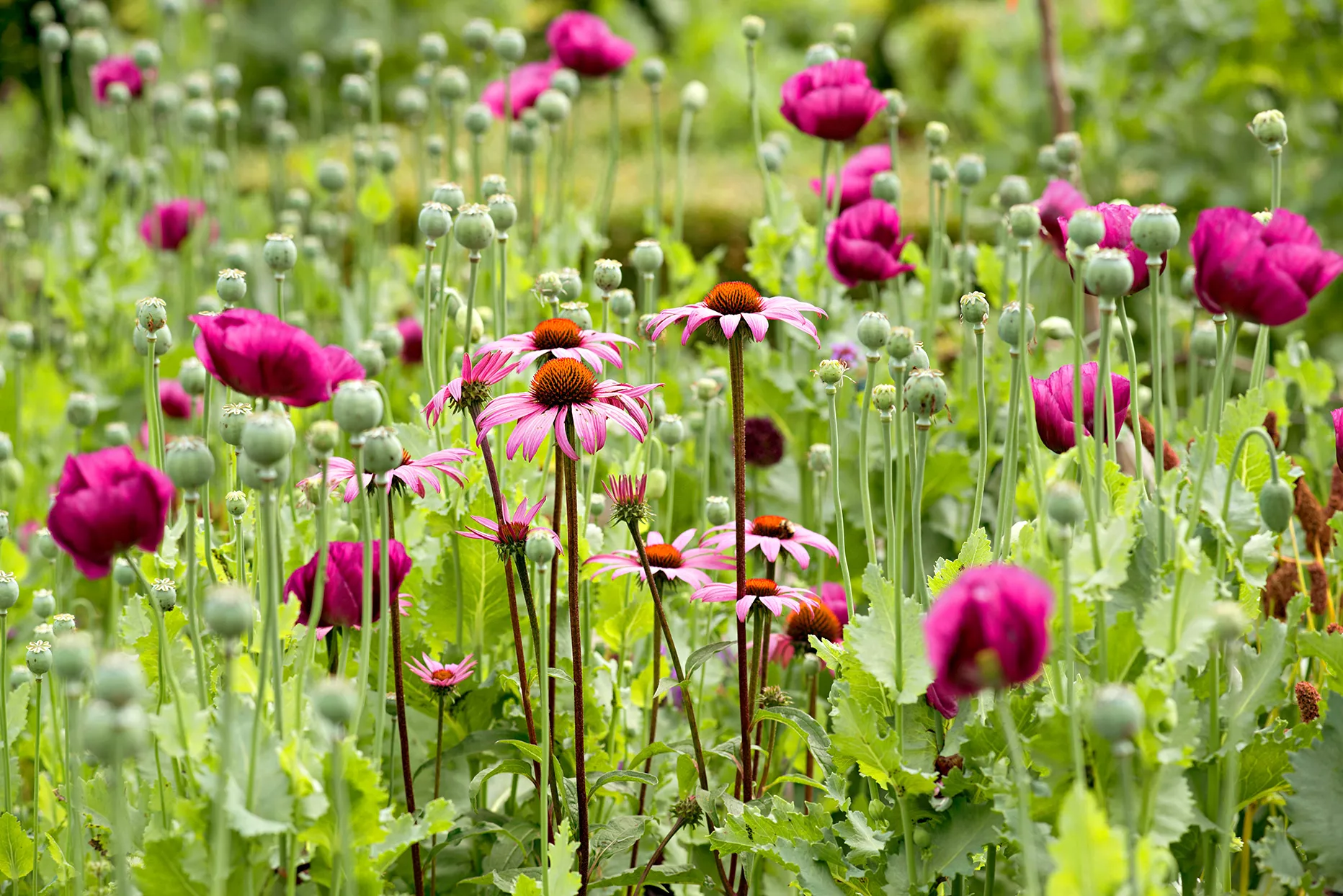 pavots roses et échinacées dans un jardin