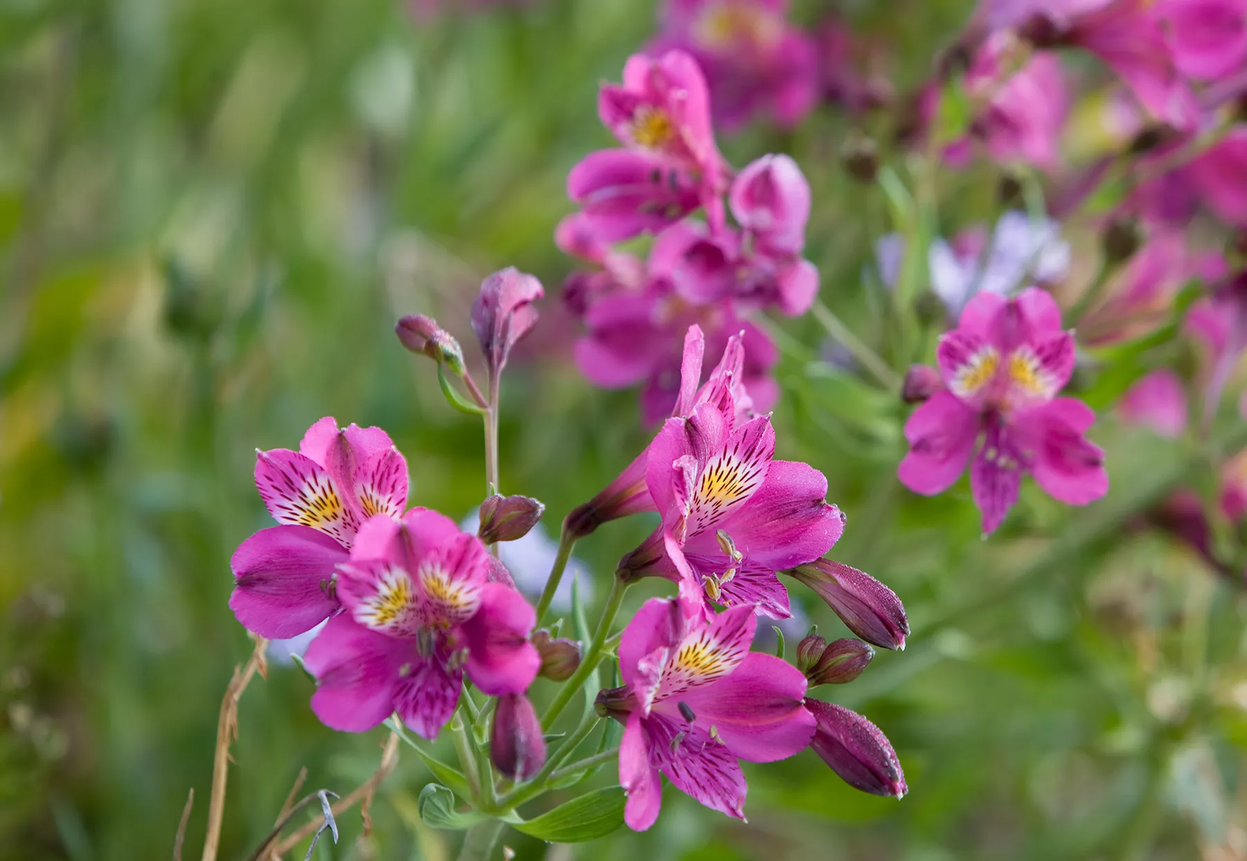 Fleurs d'alstroemeria violettes dans le jardin