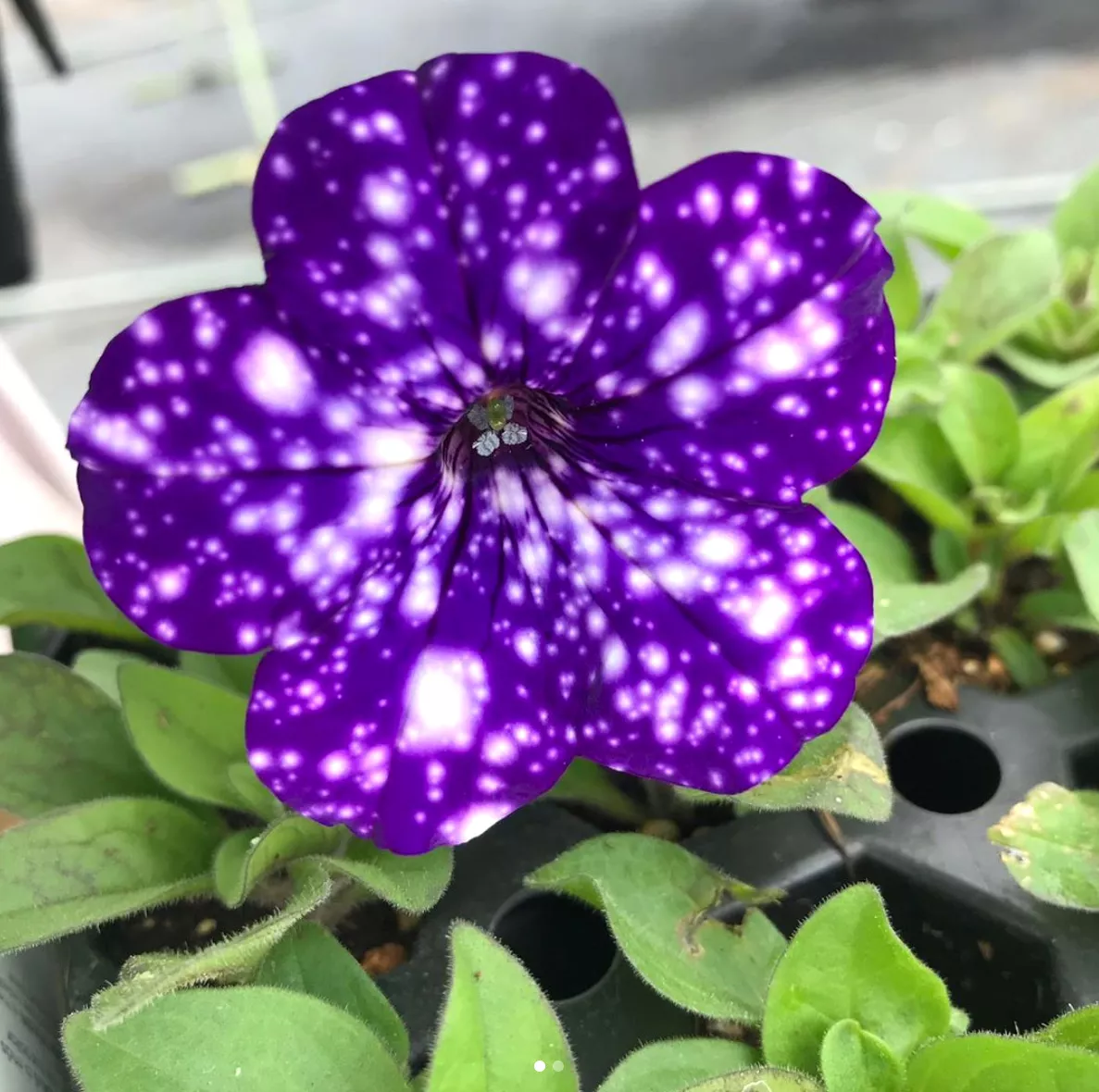 fleur violet pétunia galaxie