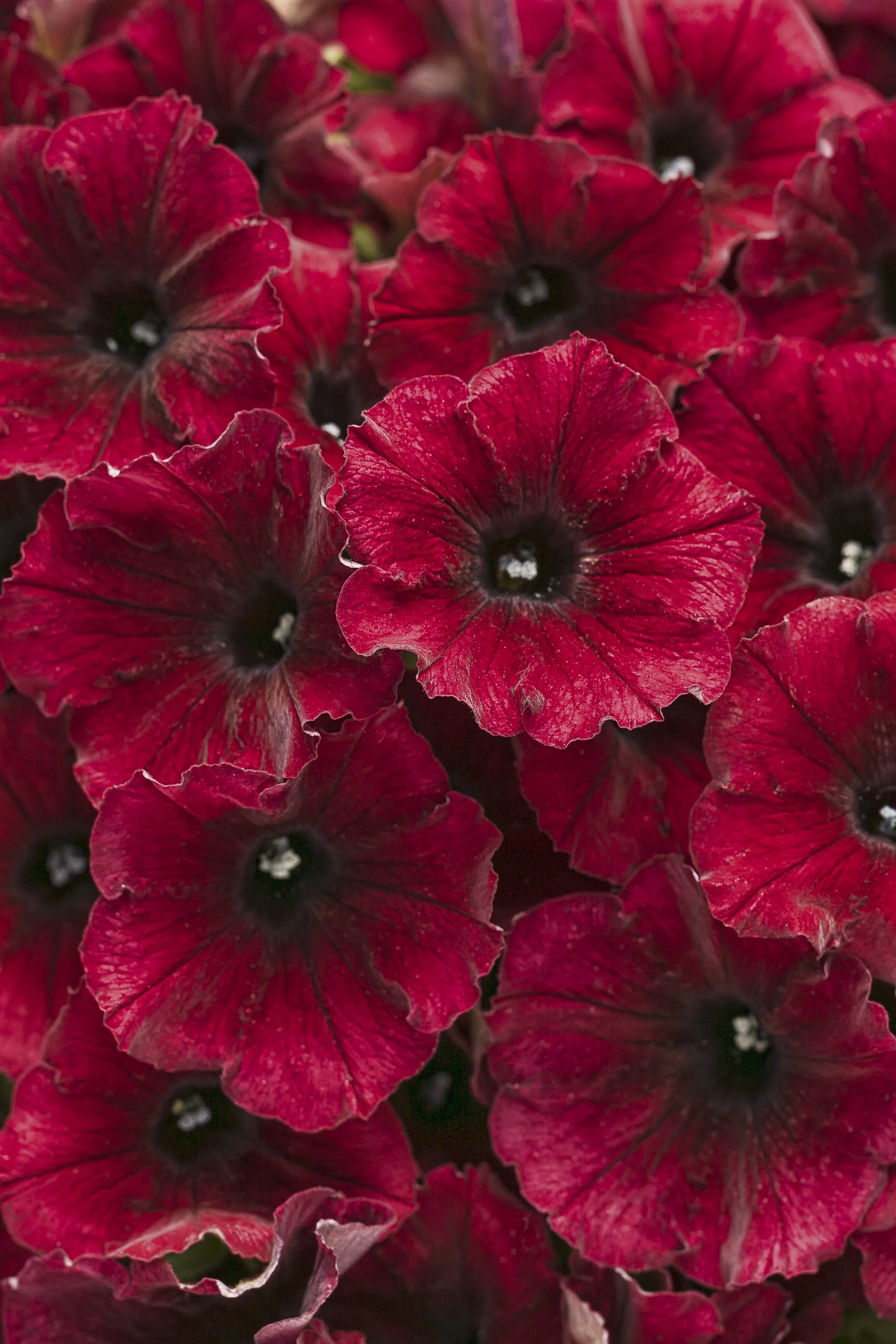 supertunia black cherry flowers close up