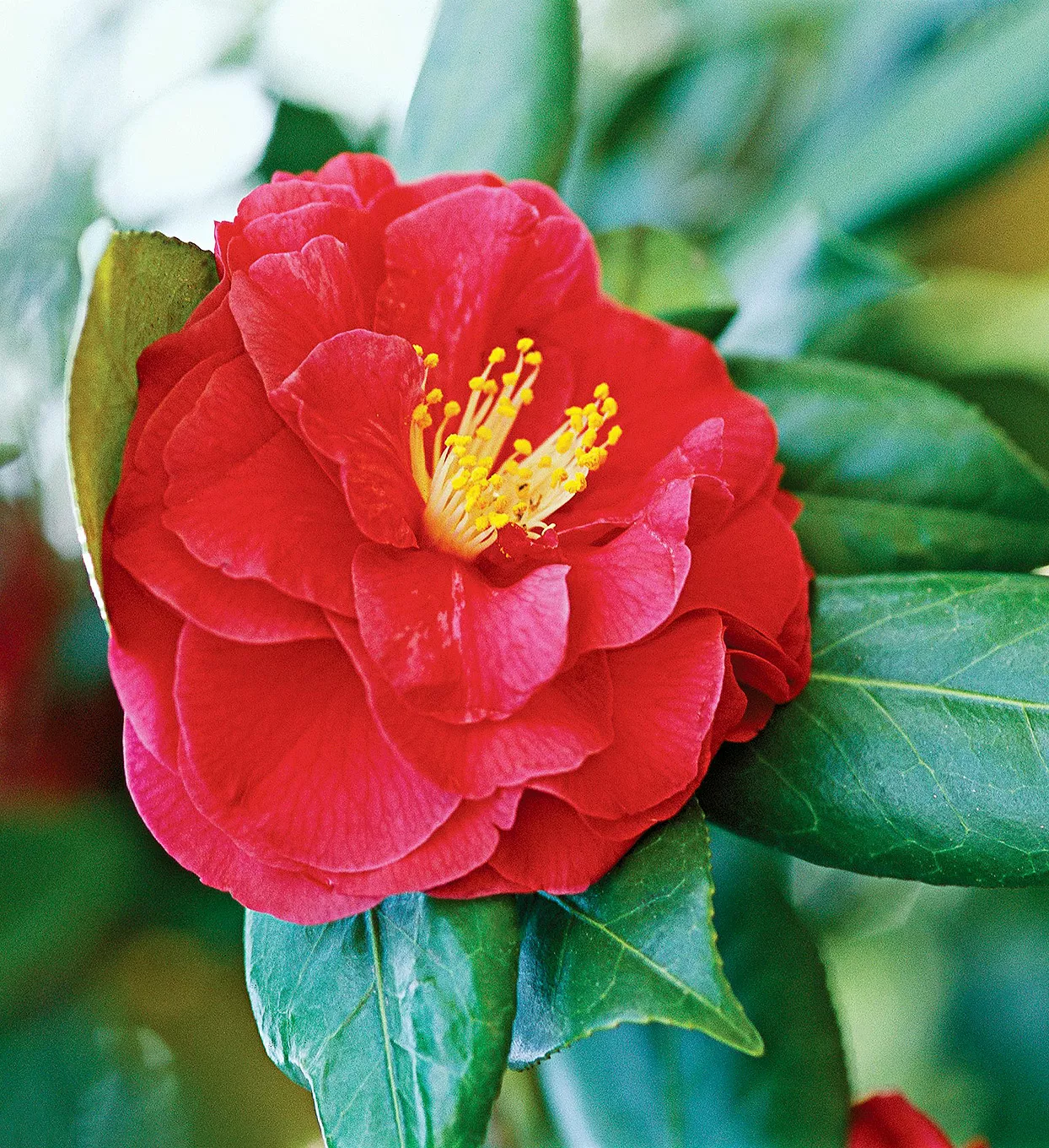 Camellia japonica 'Alexander Hunter' avec des fleurs rouges