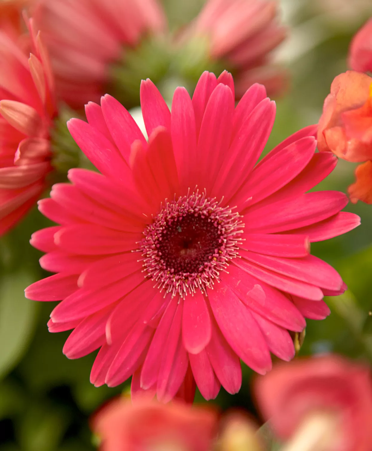 Marguerites Gerbera rouges