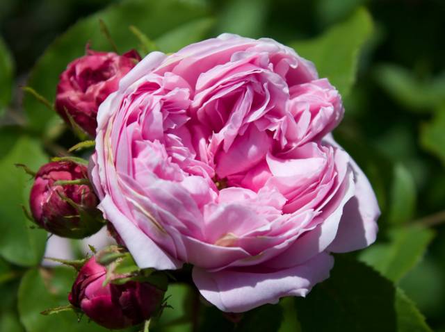 Rosa damascena 'Jacques Cartier'