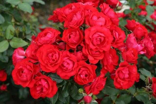 Rosier Black Forest Rose de Kordes