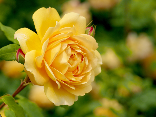 Rosier 'Golden Celebration' (Ausgold) de David Austin