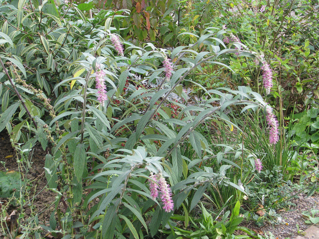 Rostrinucula dependens en fleurs