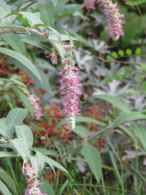 Fleurs mellifères de Rostrinucula dependens