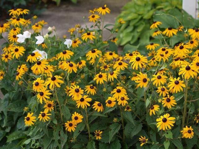 Rudbeckia fulgida 'Goldsturm'