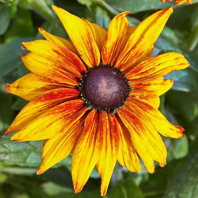 Rudbeckia hirta 'Cappuccino'