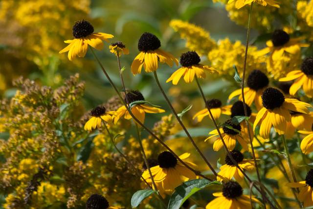 Rudbeckia triloba